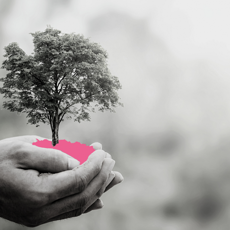 Arbre rose